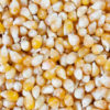 Organic Yellow Butterfly Popping Corn (50lb) - Image 2