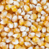 Mushroom Popping Corn (50lb) - Image 2